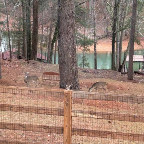 Frequent wildlife sightings (deer spotted by the lake)